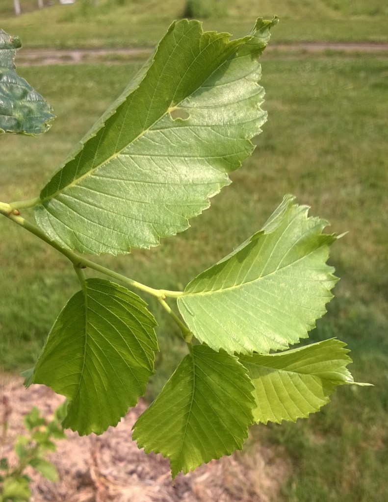 Jefferson American Elm leaf