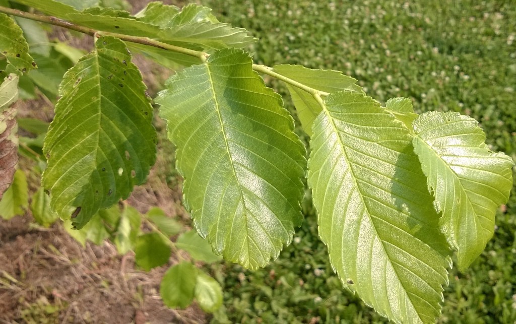 Princeton American Elm leaf