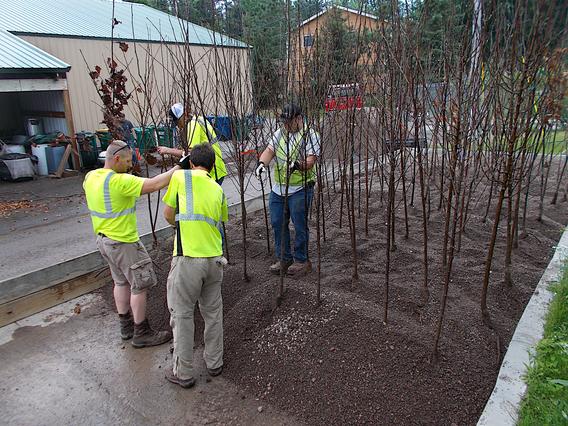 Employees stocking trees into gravel bed